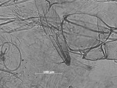 Brachyunguis bishopi by the Smithsonian. Used under a CC0 license.