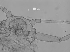 Brachyunguis bishopi by the Smithsonian. Used under a CC0 license.