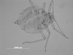 Brachyunguis bishopi by the Smithsonian. Used under a CC0 license.