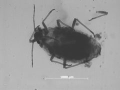 Braggia echinata by the Smithsonian. Used under a CC0 license.