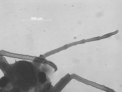 Braggia echinata by the Smithsonian. Used under a CC0 license.