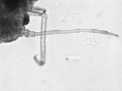 Braggia uncompahgrensis by the Smithsonian. Used under a CC0 license.