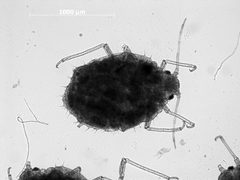 Braggia uncompahgrensis by the Smithsonian. Used under a CC0 license.