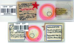 Capitophorus elongatus by the Smithsonian. Used under a CC0 license.