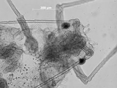Capitophorus infrequenus by the Smithsonian. Used under a CC0 license.