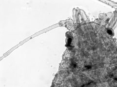Capitophorus shepherdiae by the Smithsonian. Used under a CC0 license.