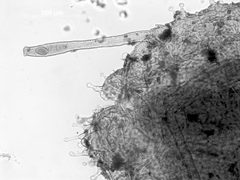 Capitophorus shepherdiae by the Smithsonian. Used under a CC0 license.