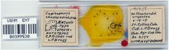 Capitophorus shepherdiae by the Smithsonian. Used under a CC0 license.