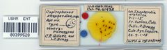 Capitophorus shepherdiae by the Smithsonian. Used under a CC0 license.