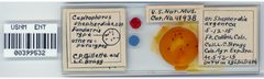 Capitophorus shepherdiae by the Smithsonian. Used under a CC0 license.