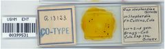 Capitophorus shepherdiae by the Smithsonian. Used under a CC0 license.