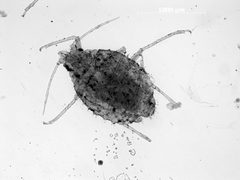 Capitophorus shepherdiae by the Smithsonian. Used under a CC0 license.