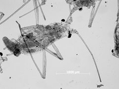 Capitophorus zoomontanus by the Smithsonian. Used under a CC0 license.