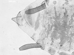 Carolinaia carolinensis by the Smithsonian. Used under a CC0 license.