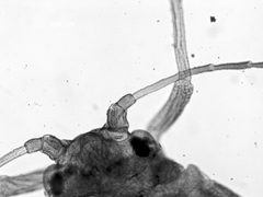 Carolinaia cyperi by the Smithsonian. Used under a CC0 license.