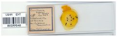 Carolinaia cyperi by the Smithsonian. Used under a CC0 license.