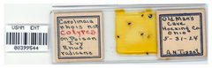 Carolinaia rhois by the Smithsonian. Used under a CC0 license.