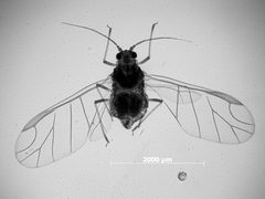 Carolinaia rhois by the Smithsonian. Used under a CC0 license.
