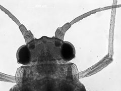 Carolinaia rhois by the Smithsonian. Used under a CC0 license.