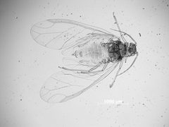 Cavariella hendersoni by the Smithsonian. Used under a CC0 license.