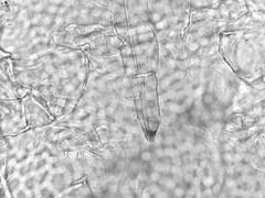Cavariella pustula by the Smithsonian. Used under a CC0 license.