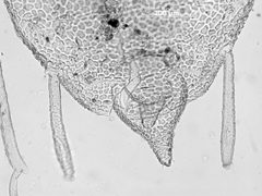 Cavariella pustula by the Smithsonian. Used under a CC0 license.