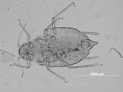 Cavariella pustula by the Smithsonian. Used under a CC0 license.