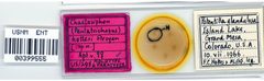 Chaetosiphon hottesi by the Smithsonian. Used under a CC0 license.