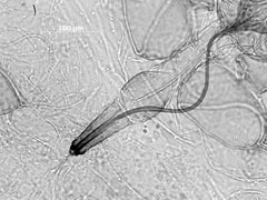 Chaetosiphon hottesi by the Smithsonian. Used under a CC0 license.