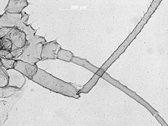 Chaetosiphon hottesi by the Smithsonian. Used under a CC0 license.