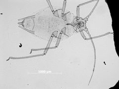 Chaetosiphon hottesi by the Smithsonian. Used under a CC0 license.