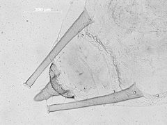 Chaetosiphon hottesi by the Smithsonian. Used under a CC0 license.