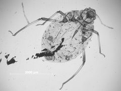 Cinara wahluca by the Smithsonian. Used under a CC0 license.