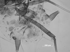 Drepanaphis carolinensis by the Smithsonian. Used under a CC0 license.