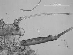 Drepanaphis carolinensis by the Smithsonian. Used under a CC0 license.