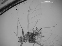 Drepanaphis carolinensis by the Smithsonian. Used under a CC0 license.