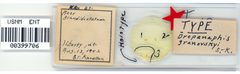 Drepanaphis granovskyi by the Smithsonian. Used under a CC0 license.