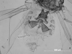 Drepanaphis idahoensis by the Smithsonian. Used under a CC0 license.