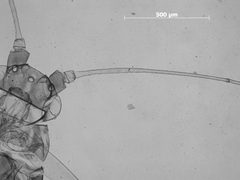 Drepanaphis idahoensis by the Smithsonian. Used under a CC0 license.