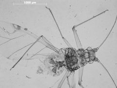 Drepanaphis idahoensis by the Smithsonian. Used under a CC0 license.