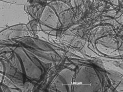 Drepanaphis idahoensis by the Smithsonian. Used under a CC0 license.