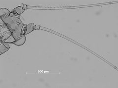 Drepanaphis spicata by the Smithsonian. Used under a CC0 license.