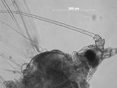 Drepanaphis utahensis by the Smithsonian. Used under a CC0 license.