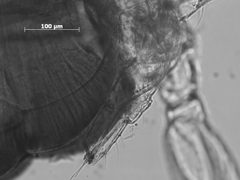 Drepanaphis utahensis by the Smithsonian. Used under a CC0 license.
