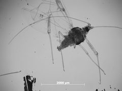Drepanaphis utahensis by the Smithsonian. Used under a CC0 license.