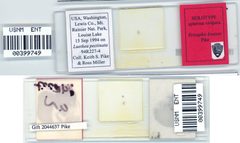 Ericaphis louisae by the Smithsonian. Used under a CC0 license.