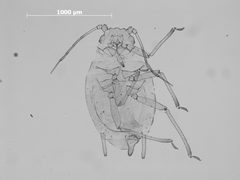Ericaphis louisae by the Smithsonian. Used under a CC0 license.