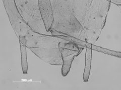 Ericaphis louisae by the Smithsonian. Used under a CC0 license.
