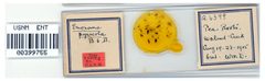 Eriosoma pyricola by the Smithsonian. Used under a CC0 license.
