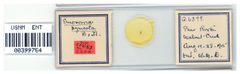 Eriosoma pyricola by the Smithsonian. Used under a CC0 license.